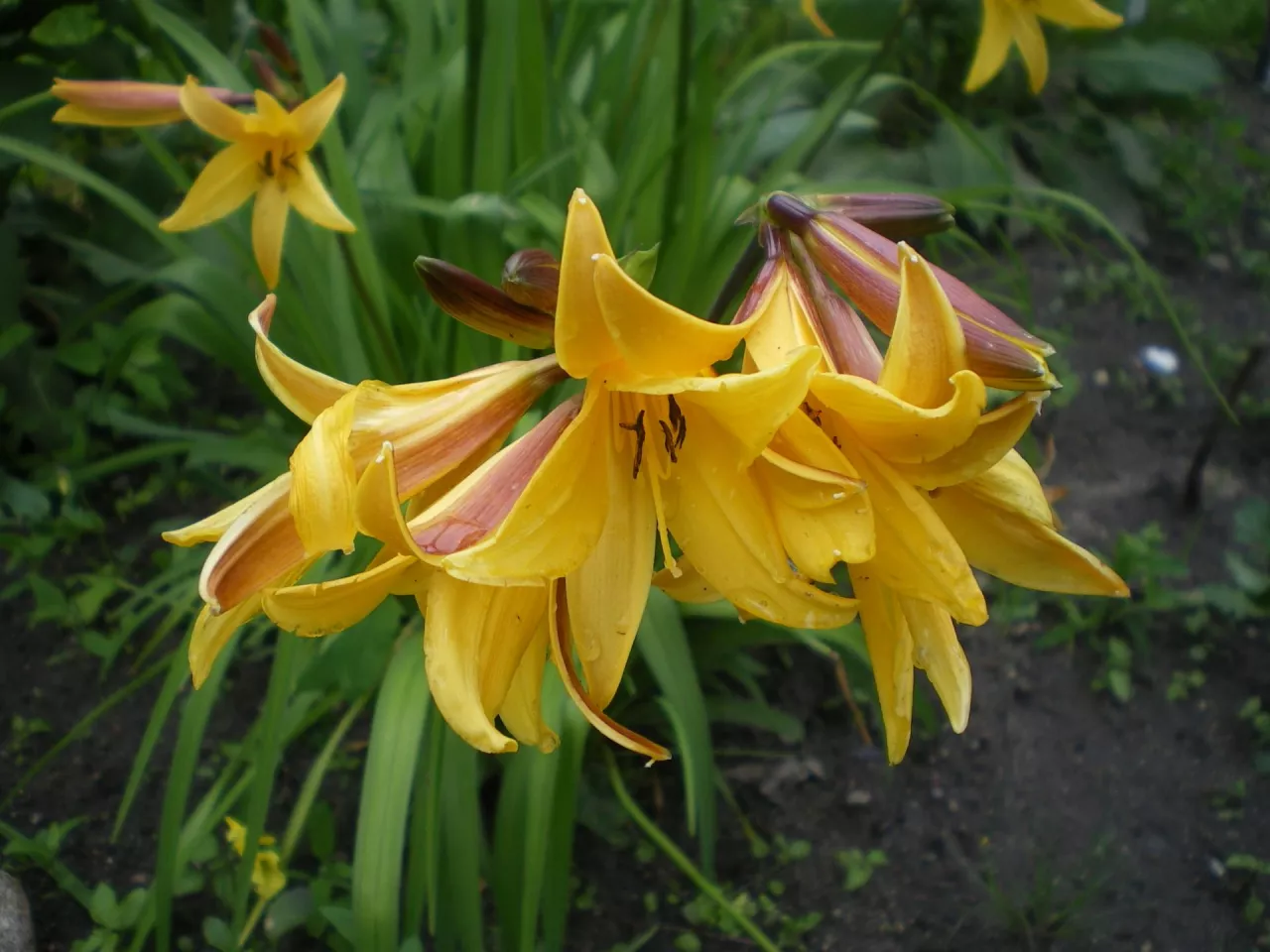 Liliowce od wieków uprawiane są w Chinach, Japonii, Korei i na Kaukazie 