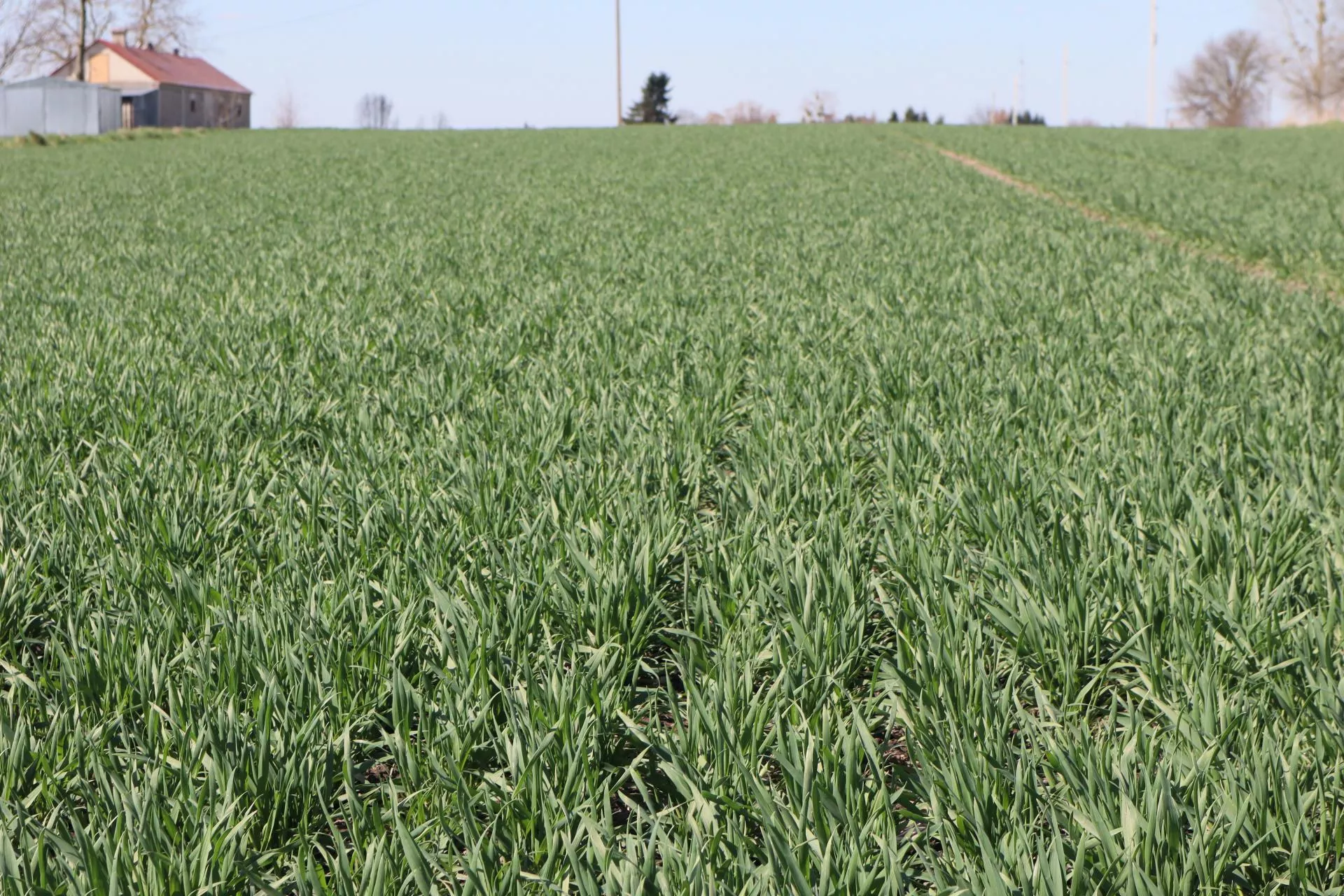 Pszenica ozima zagrożona. Prawie 30 proc. środków ochrony może zniknąć. Jakie?