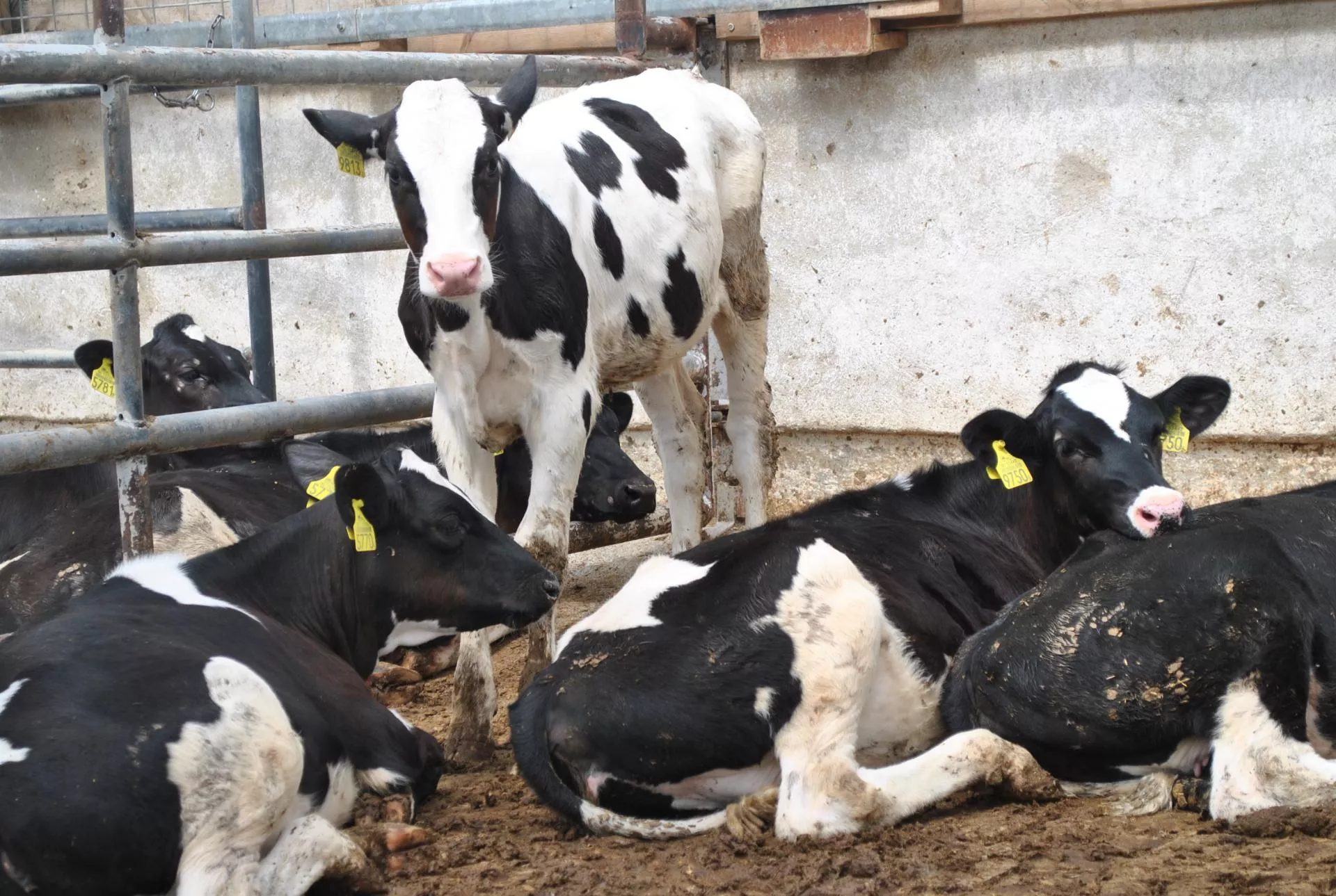 Rekordowe ceny jałówek w tym kraju. choćby 14,5 tys. zł za sztukę