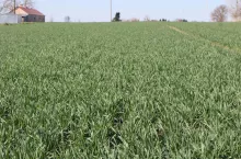 Pszenica ozima zagrożona. Prawie 30 proc. środków ochrony może zniknąć. Jakie?