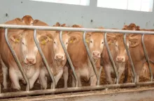 Jakie są ceny bydła w Polsce?