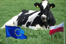 Rolnicy wydoili 7 mld litrów mleka w pół roku. Eksport wystrzelił