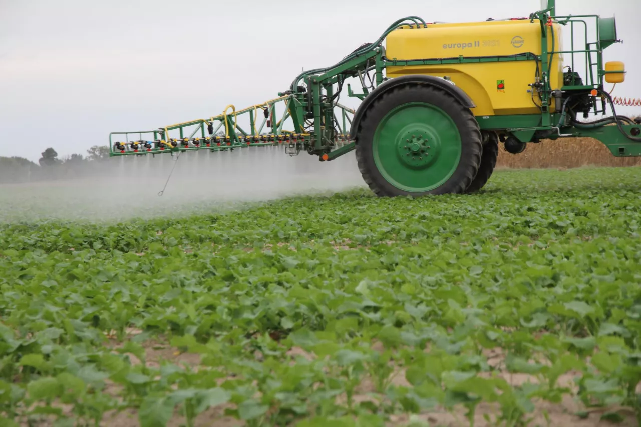 Czym zwalczać chwasty w rzepaku ozimym jesienią?