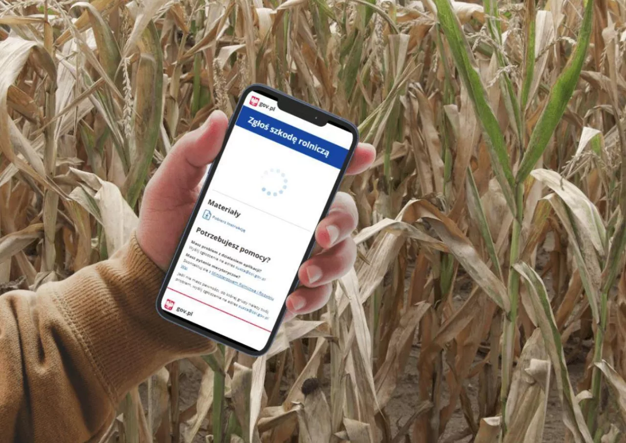 smartfon w dłoni na tle wysuszonego zboża