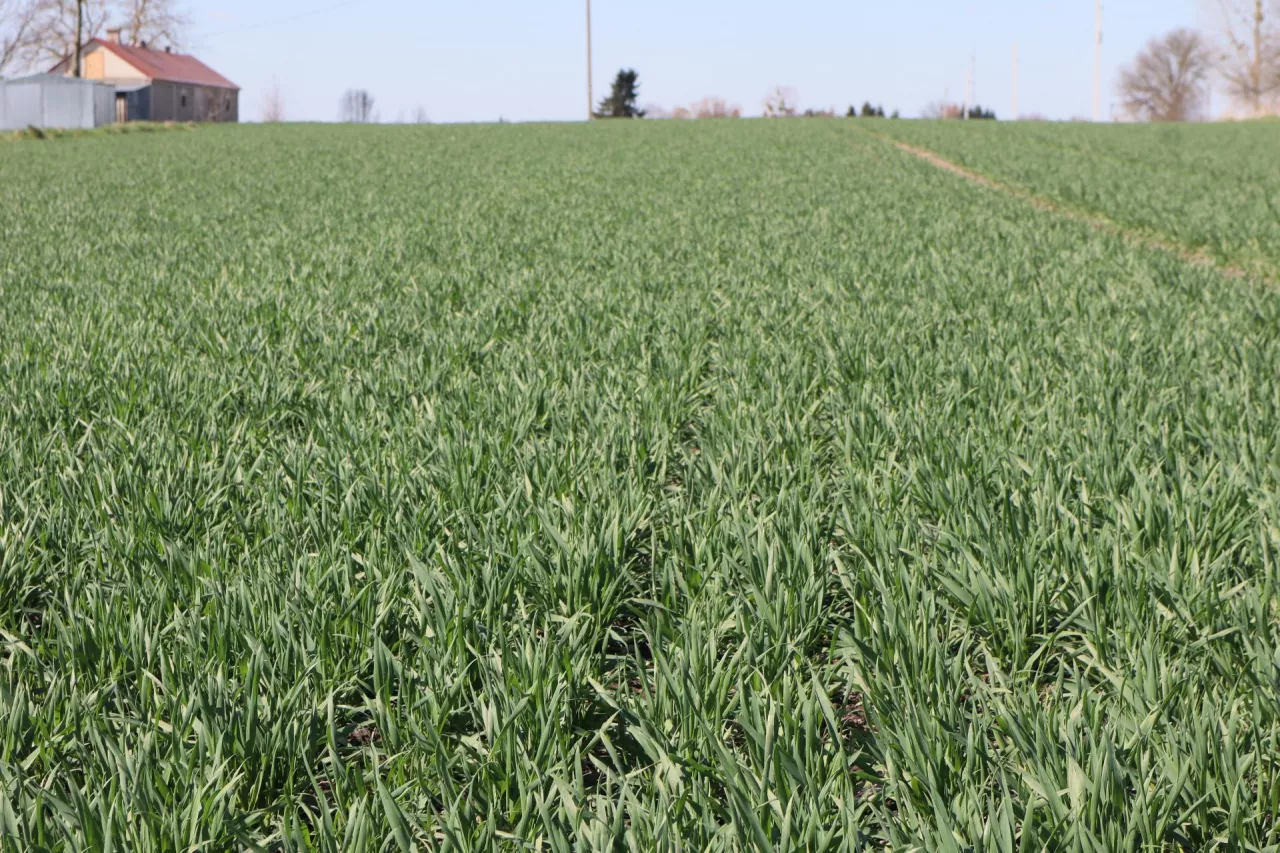 Pszenica ozima zagrożona. Prawie 30 proc. środków ochrony może zniknąć. Jakie?