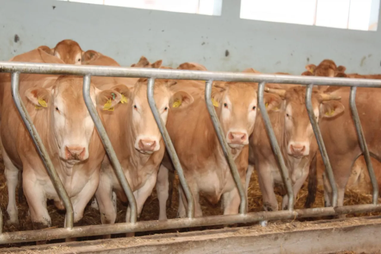 Jakie są ceny bydła w Polsce?