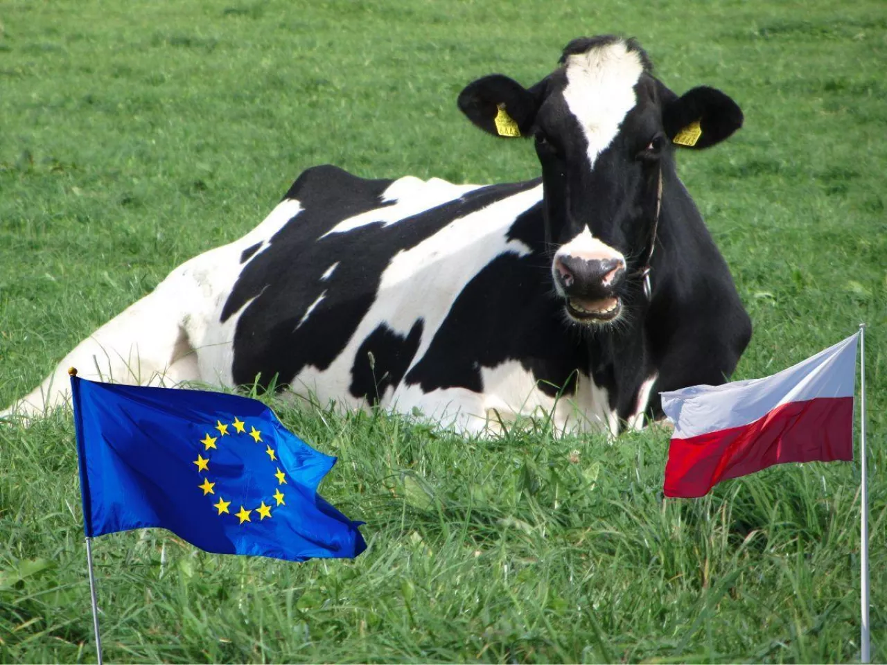 Rolnicy wydoili 7 mld litrów mleka w pół roku. Eksport wystrzelił