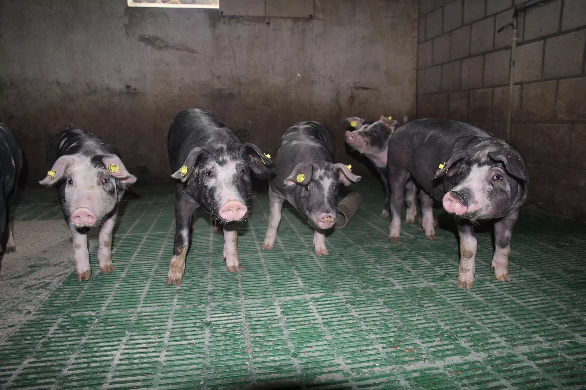 Nowe dopłaty dla hodowców świń. Jest decyzja ministra