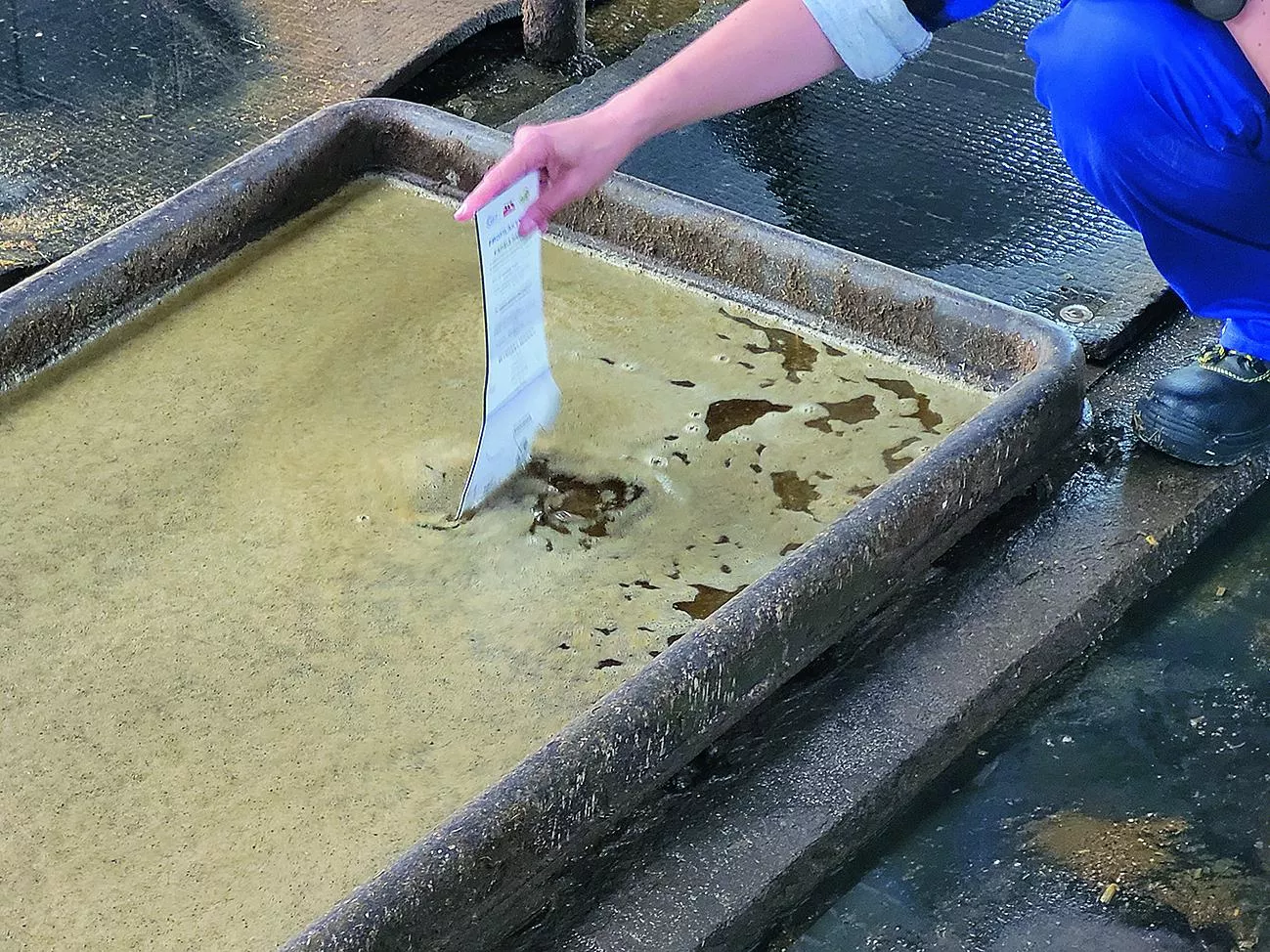 Kąpiel racic: jaka wanna i stężenie? Jak często stosować?