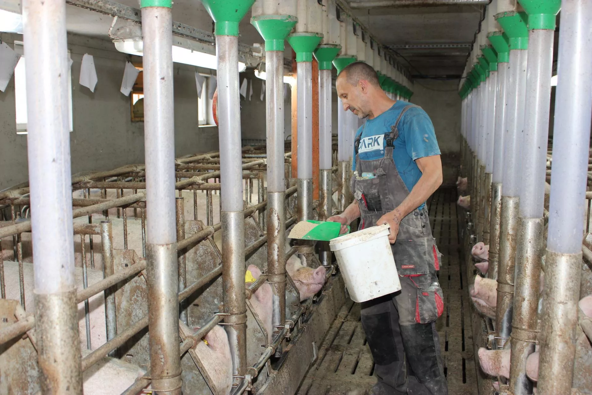 Jak zwiększyć liczbę prosiąt? Sprawdzone dodatki dla loch