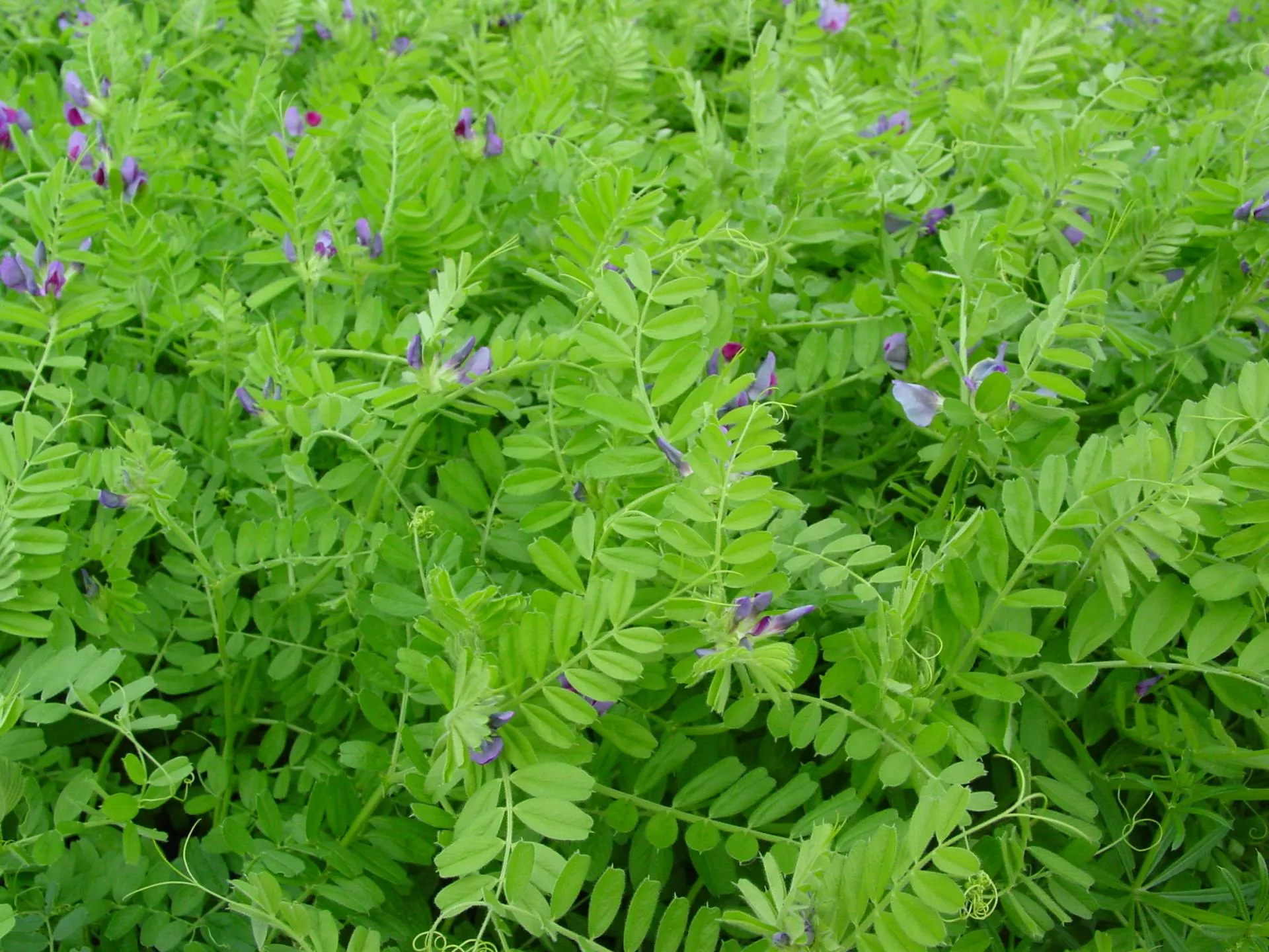 Naturalny nawóz. Te rośliny poplonowe uratują twoją glebę i portfel