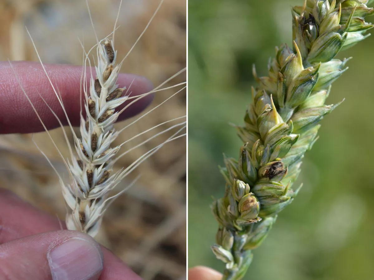 Jak chronić pszenicę przed śniecią? Sprawdzone sposoby