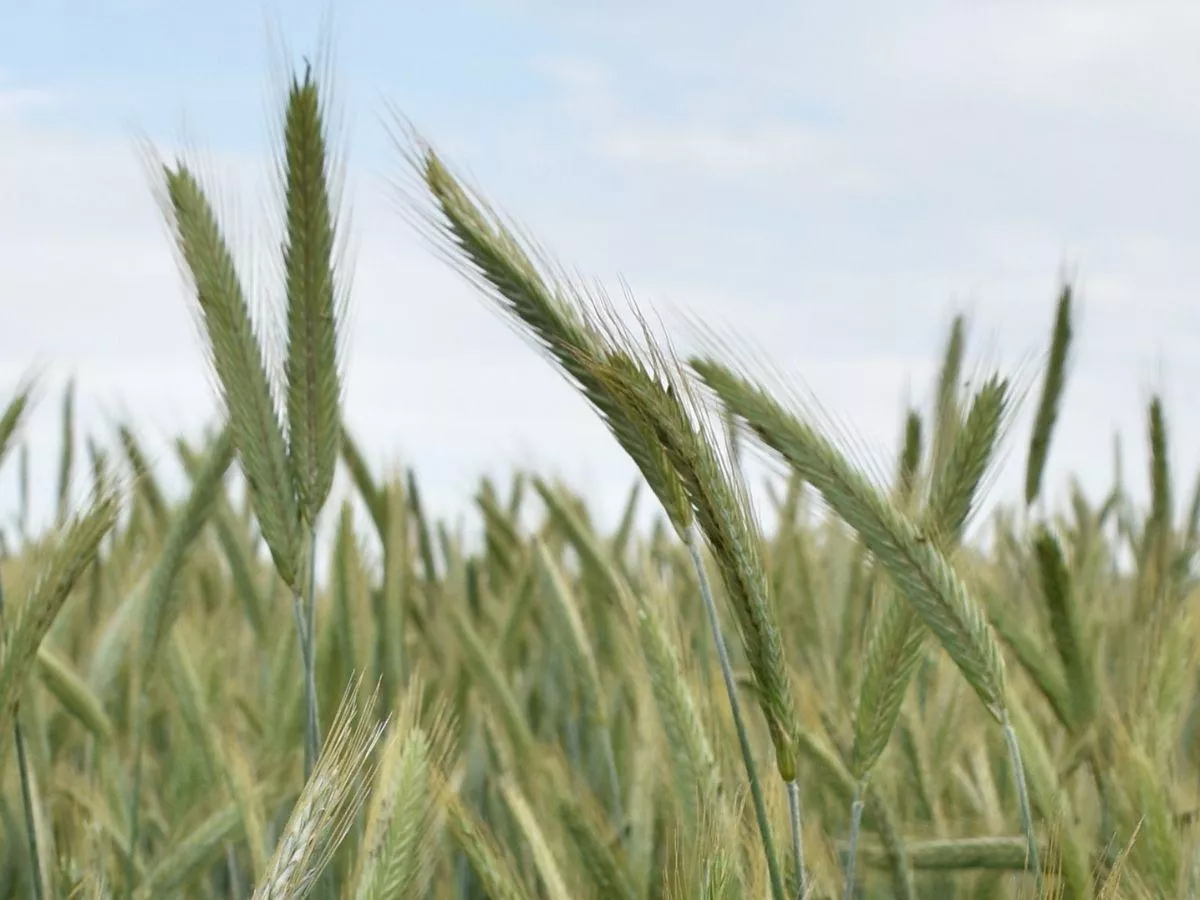 Planujesz siew na słabych glebach? Eksperci mówią jasno: wybór jest jeden