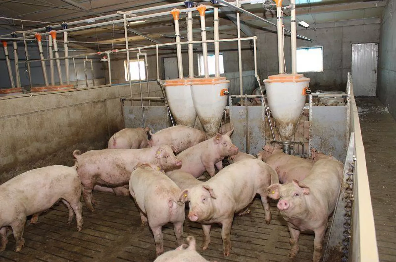 Tuczniki droższe o 40 gr. Jakie są ceny świń w Polsce? [SONDA]