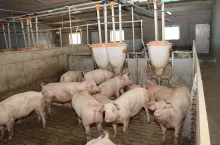 Jakie są ceny świń w Polsce?