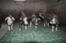 Nowe dopłaty dla hodowców świń. Jest decyzja ministra