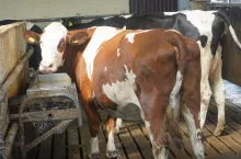 Krowa w oborze na rusztach