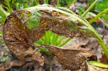 Ostatni zabieg fungicydowy w buraku cukrowym. Jak i czym pryskać?