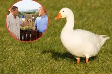 Chcą zabrać rolnikowi gęsi, bo ”za głośno gęgają”. W sieci zawrzało