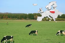 Ile krów mlecznych jest w Polsce? Sprawdź, gdzie pogłowie jest najwyższe