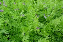 Wyka siewna może być uprawiana jako roślina poplonowa samodzielnie lub w mieszankach