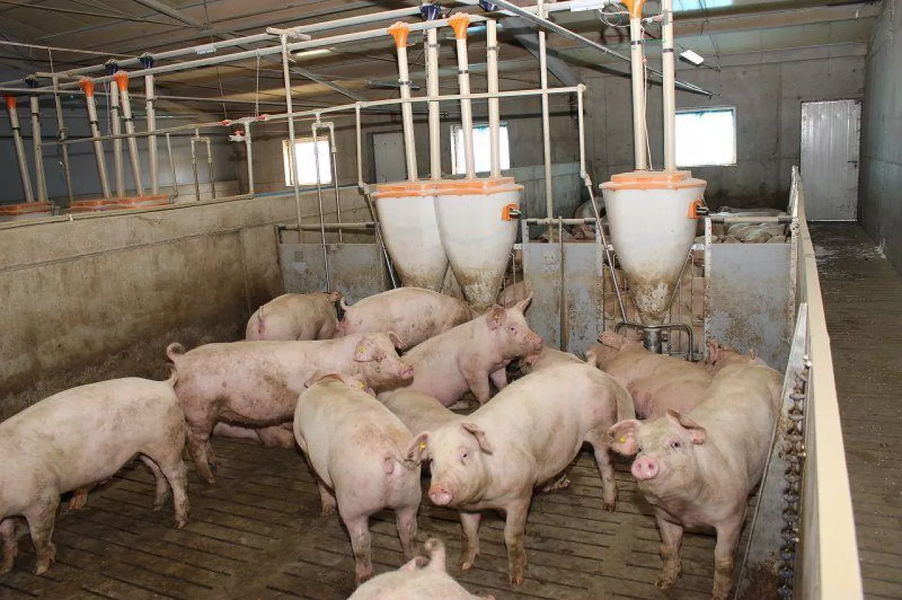 Jakie są ceny świń w Polsce?