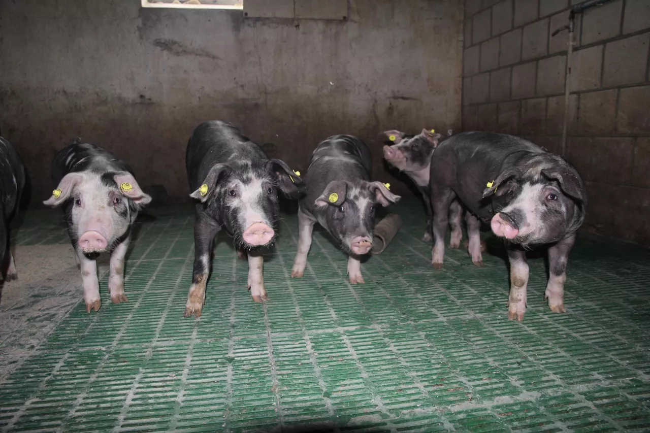 Nowe dopłaty dla hodowców świń. Jest decyzja ministra