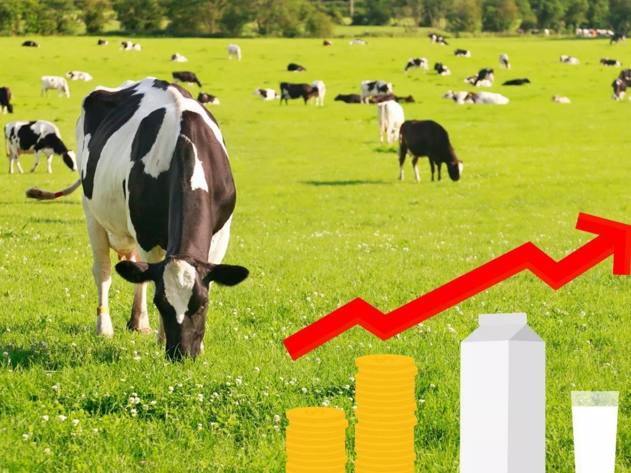 Podlasie płaci najlepiej za mleko. Zobacz, gdzie rolnicy dostają najmniej