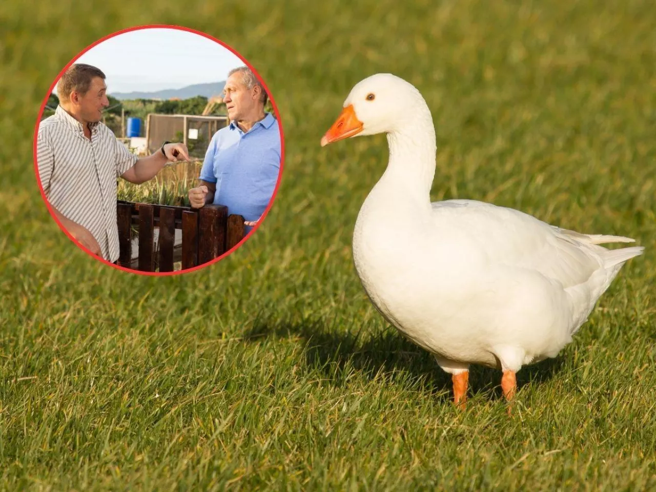 Chcą zabrać rolnikowi gęsi, bo ”za głośno gęgają”. W sieci zawrzało