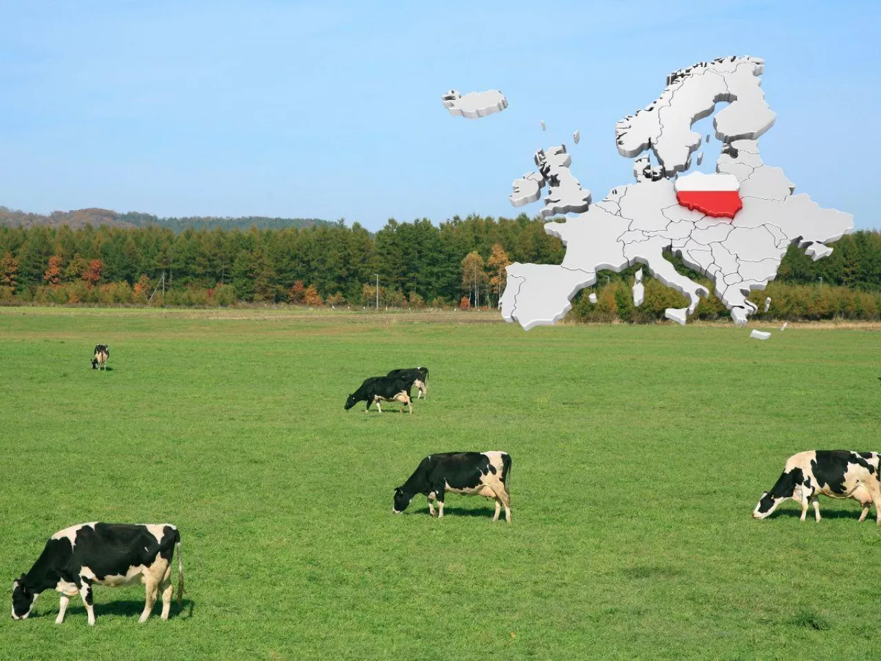 Ile krów mlecznych jest w Polsce? Sprawdź, gdzie pogłowie jest najwyższe