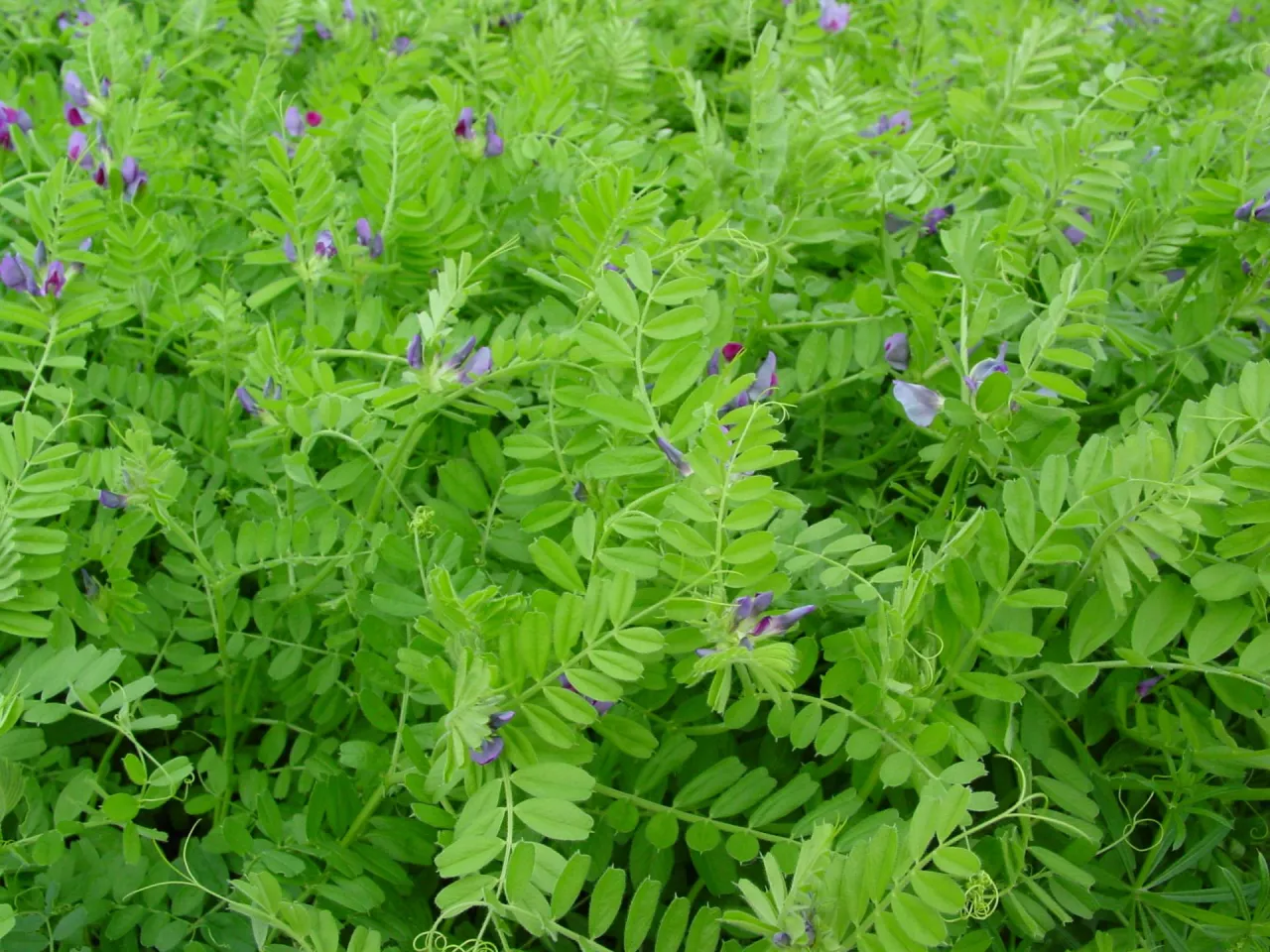 Wyka siewna może być uprawiana jako roślina poplonowa samodzielnie lub w mieszankach