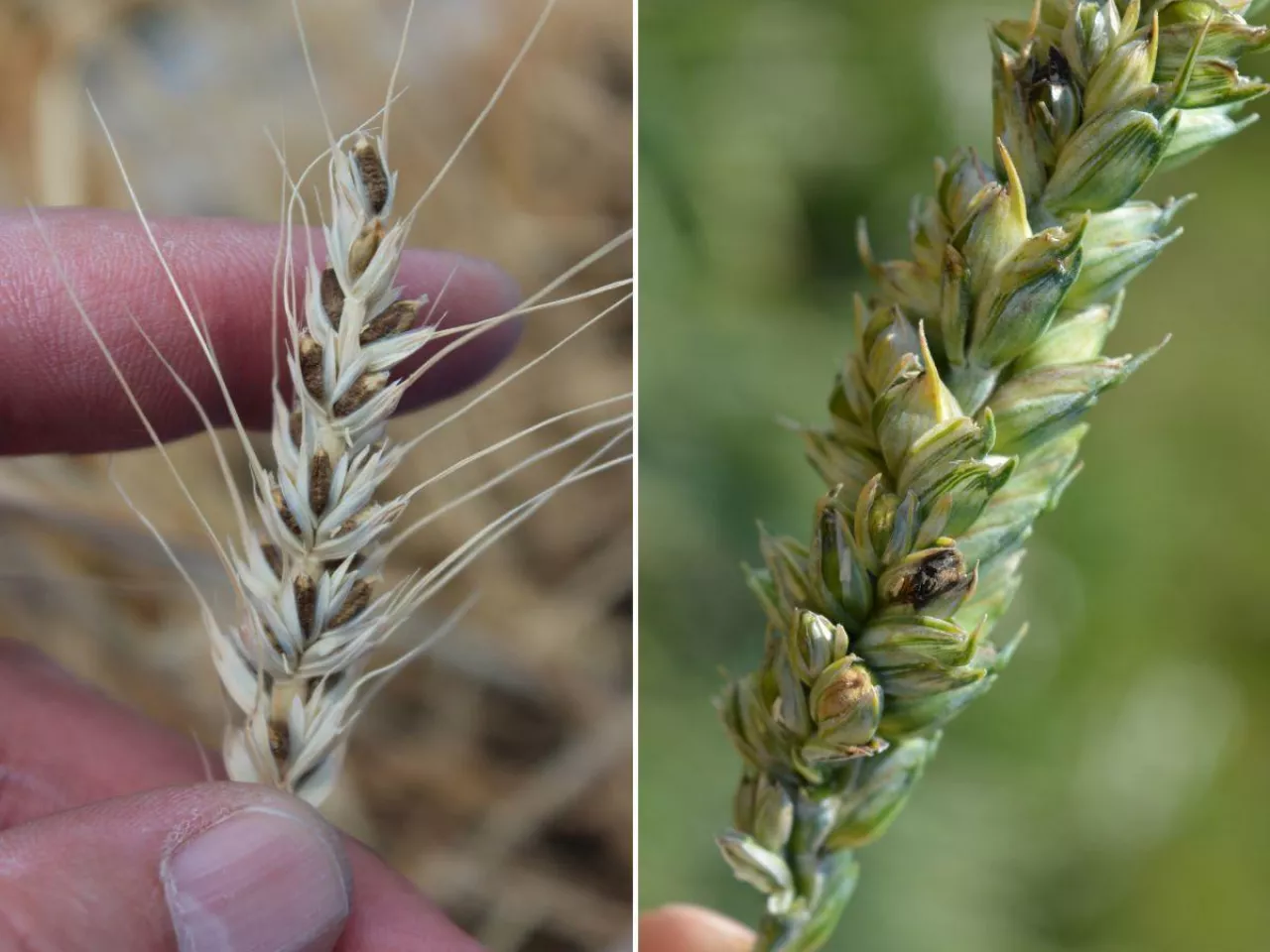 Pszenica zaatakowana śniecią