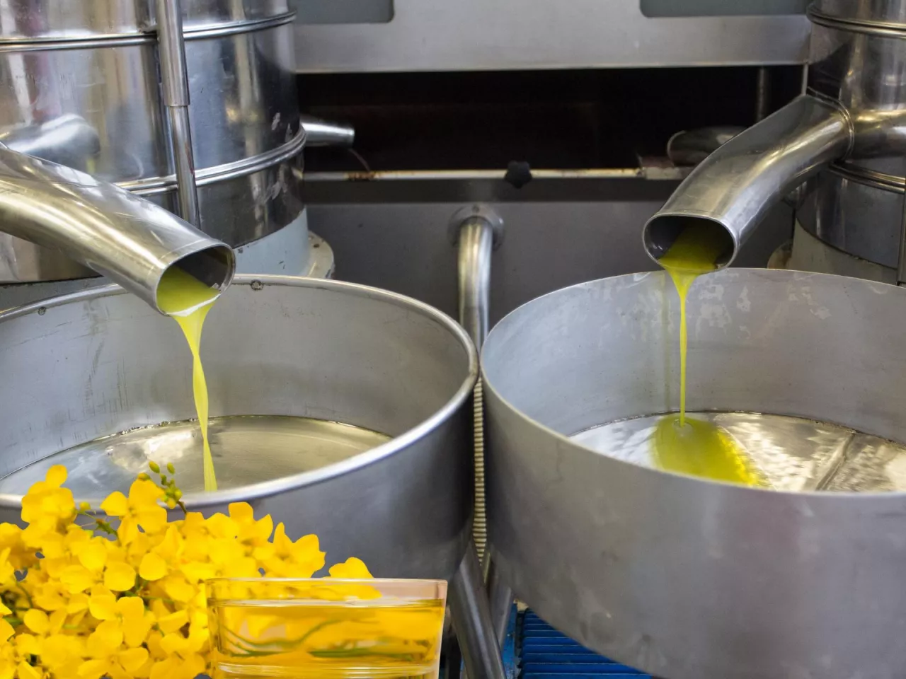 Najgorszy wynik od 3 lat. Co się dzieje z polskim rzepakiem?