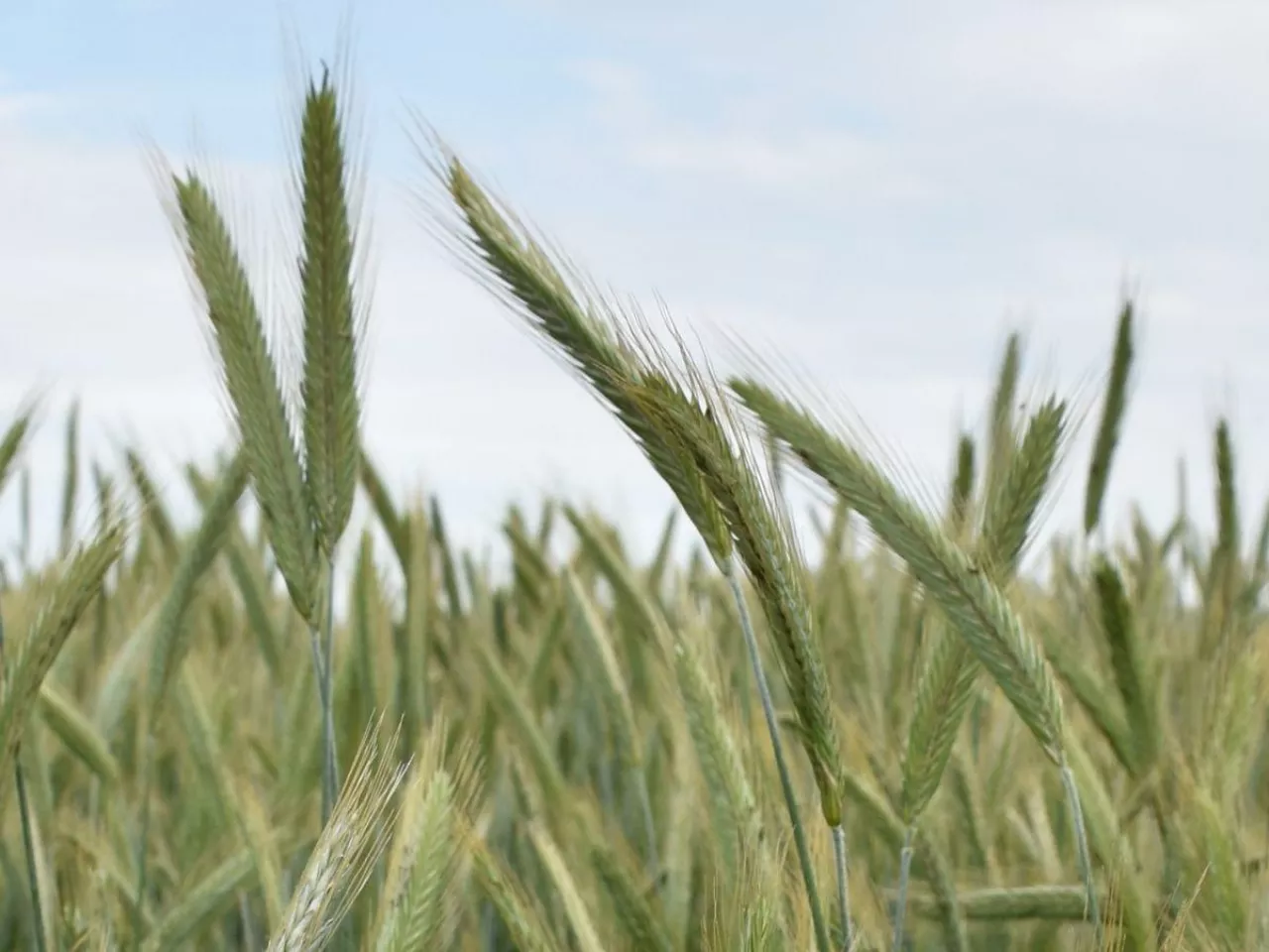 Planujesz siew na słabych glebach? Eksperci mówią jasno: wybór jest jeden