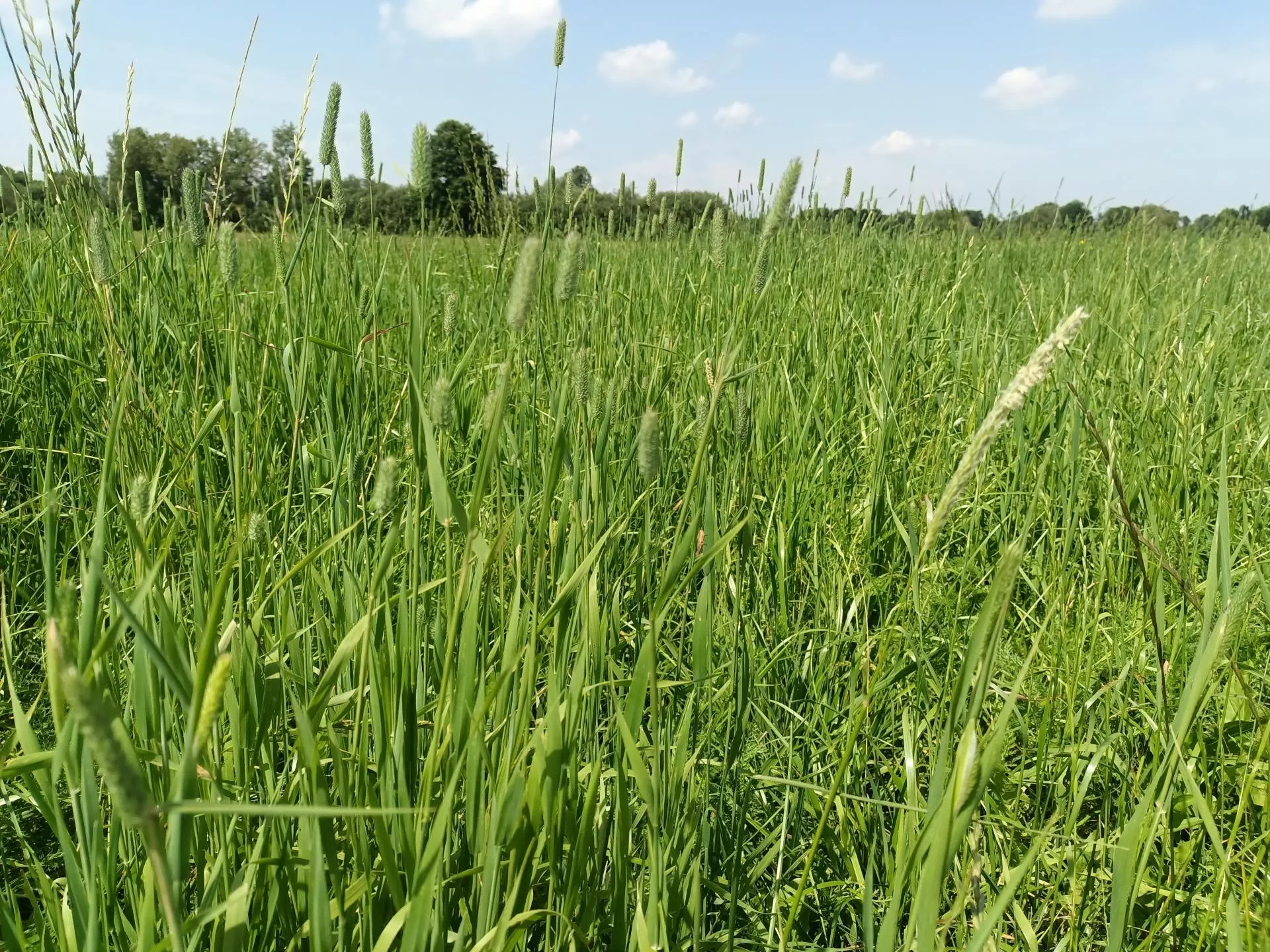 Dzierżawa łąki 2025. Jakie czynsze dzierżawne w województwach?