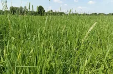 Dzierżawa łąki 2025. Jakie czynsze dzierżawne w województwach?