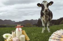 Polska potęgą mleczarską. Gdzie trafia nasze mleko i sery?