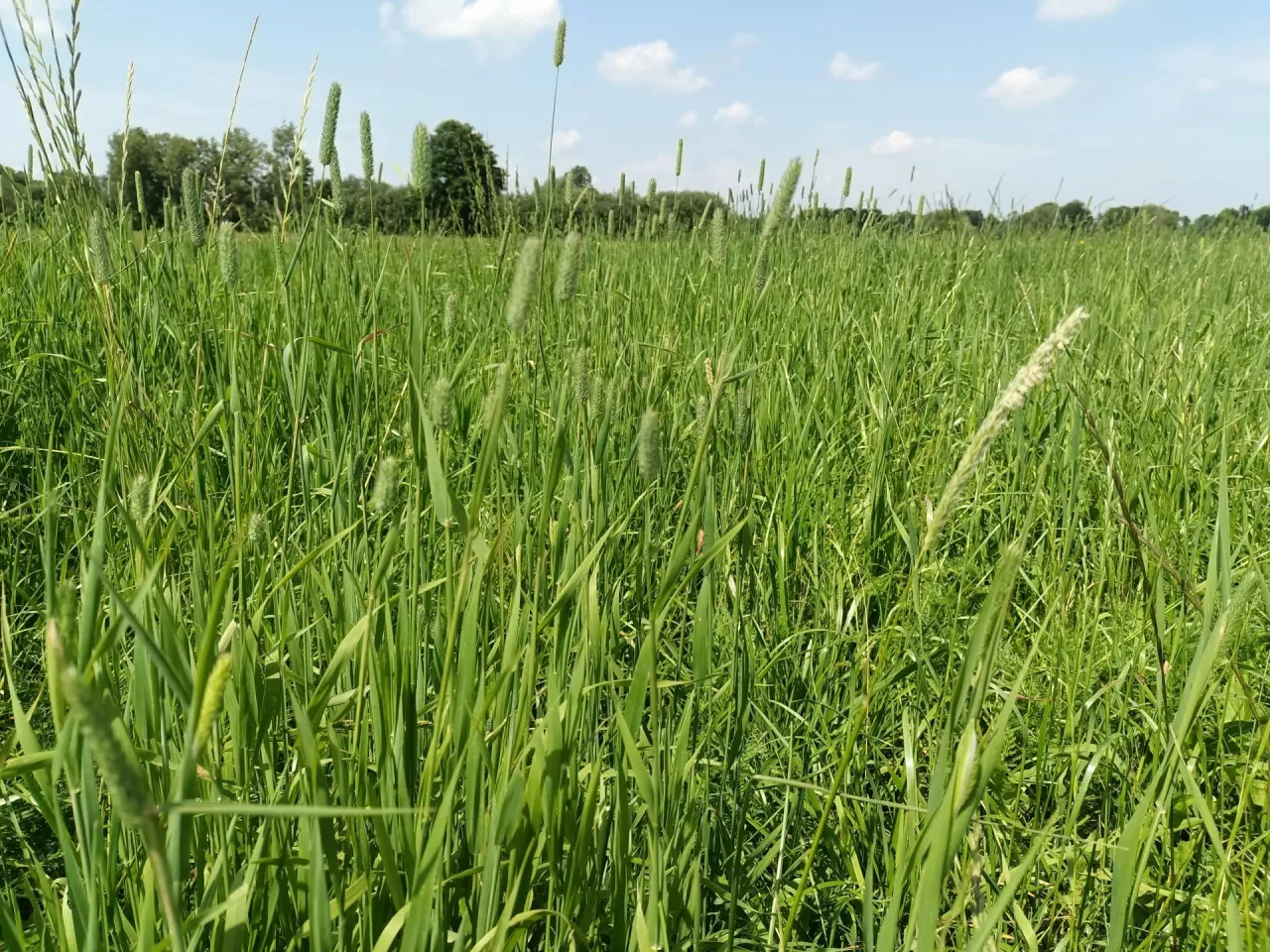 Dzierżawa łąki 2025. Jakie czynsze dzierżawne w województwach?