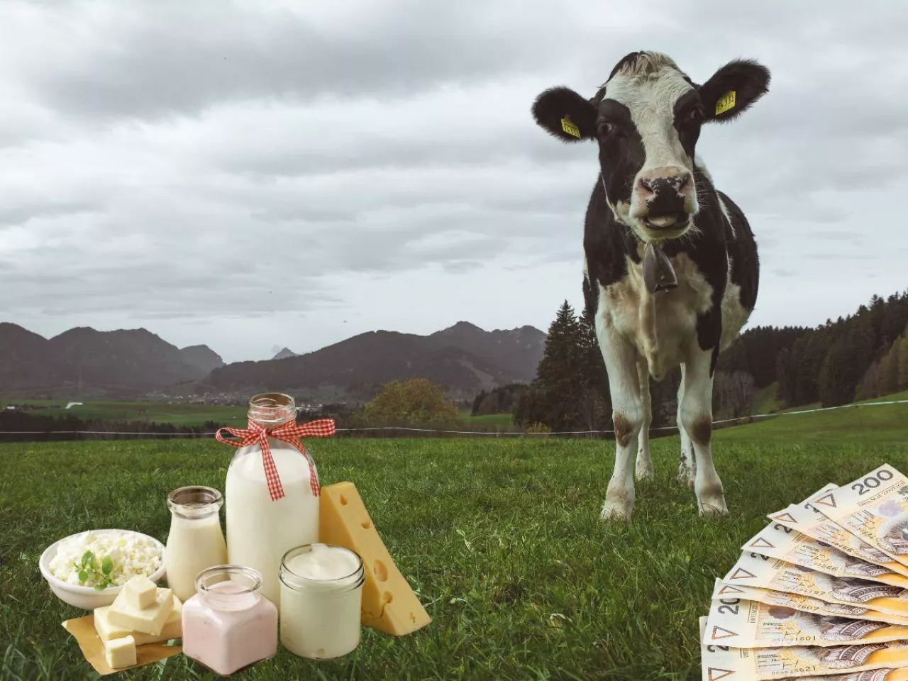 Polska potęgą mleczarską. Gdzie trafia nasze mleko i sery?