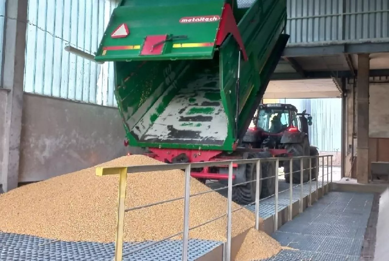 Zboża tanieją, skupy oblężone. A co z cenami świń i nawozów? [Raport rynkowy 29.08.2025]