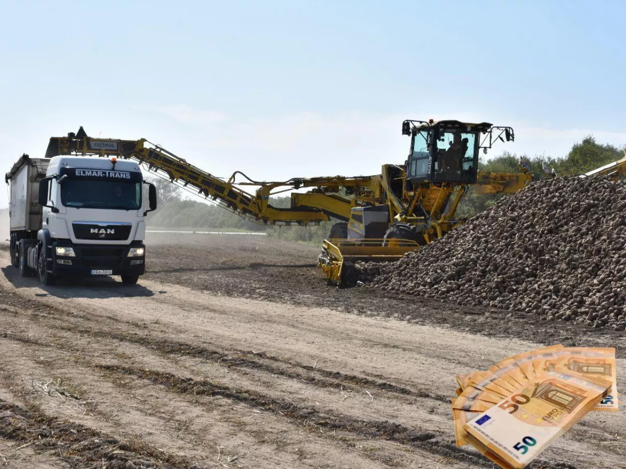 Startuje kampania buraczana 2025/26. Jakie są ceny buraków?