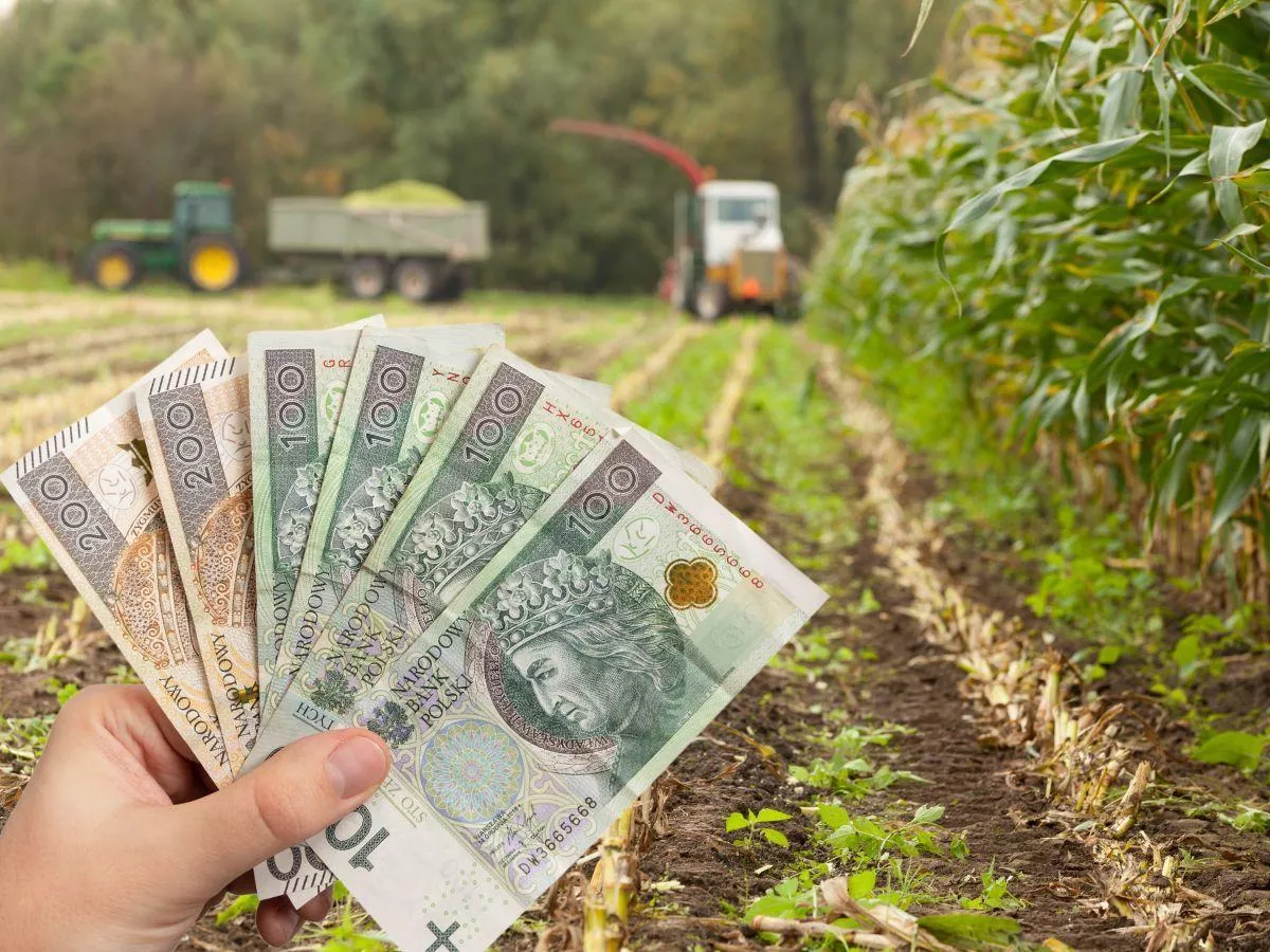 Kukurydza kiszonkowa na pniu 2025: jaka cena za hektar?