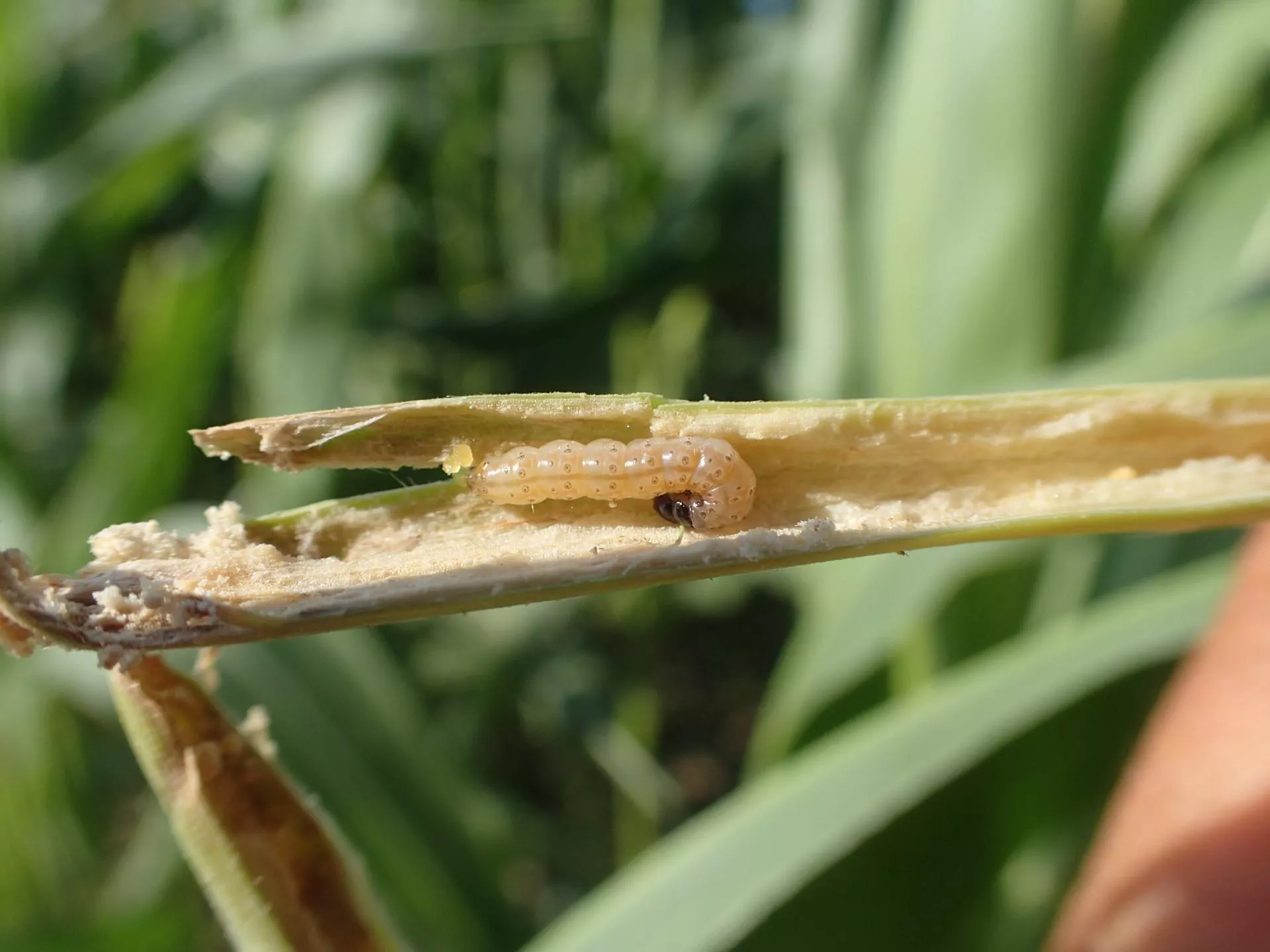 Kukurydza zagrożona. Ale rolnicy nie mogą teraz nic zrobić