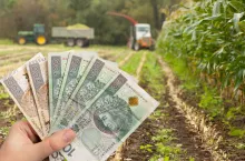 Ceny kukurydzy na kiszonkę na pniu: jakie stawki za hektar?