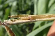 omacnica prosowianka OLYMPUS DIGITAL CAMERA