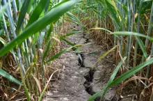 Zbliżenie na glebę i uprawę pszenicy