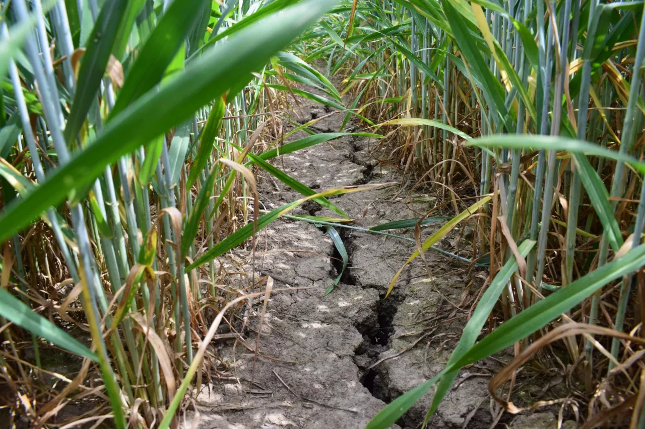 Zbliżenie na glebę i uprawę pszenicy