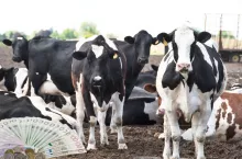 Cena mleka 2025: eksperci prognozują podwyżki. O ile?