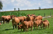 Jakie są ceny bydła w Polsce?