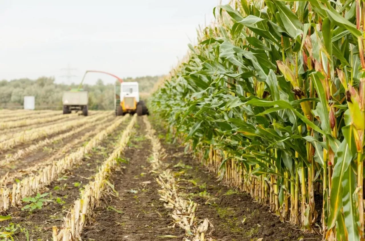 Kiedy zbierać kukurydzę na kiszonkę? Sprawdź optymalny termin
